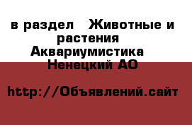  в раздел : Животные и растения » Аквариумистика . Ненецкий АО